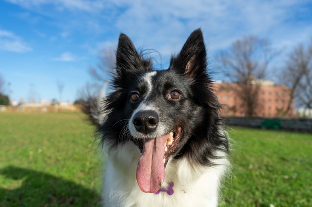 border collie dog
