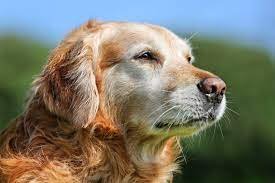 Senior Dog