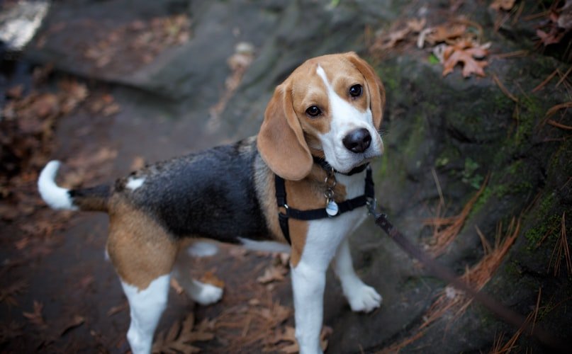 dog breeds for families - beagle