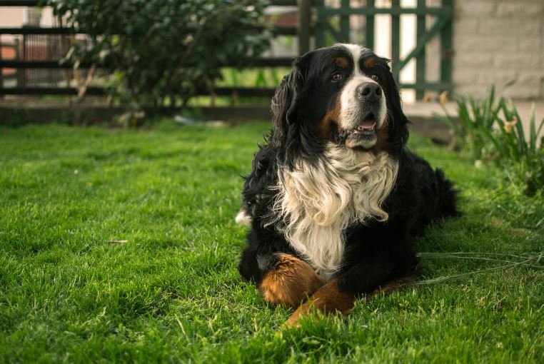 bernese mountain dog sitting on the grass