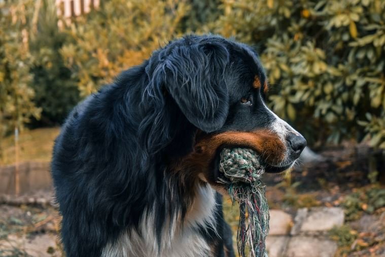 Bernese Mountain Dog