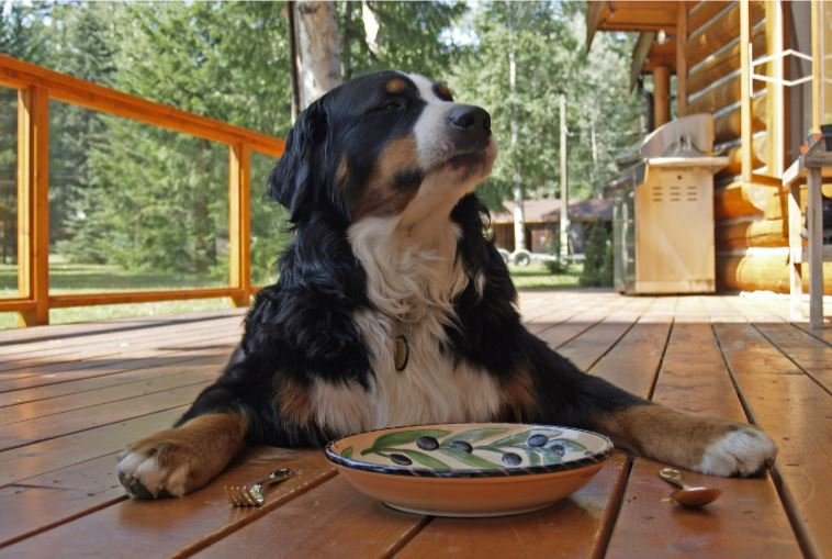 Bernese Mountain Dog