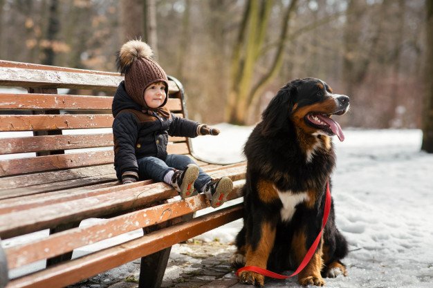bernese mountain dog