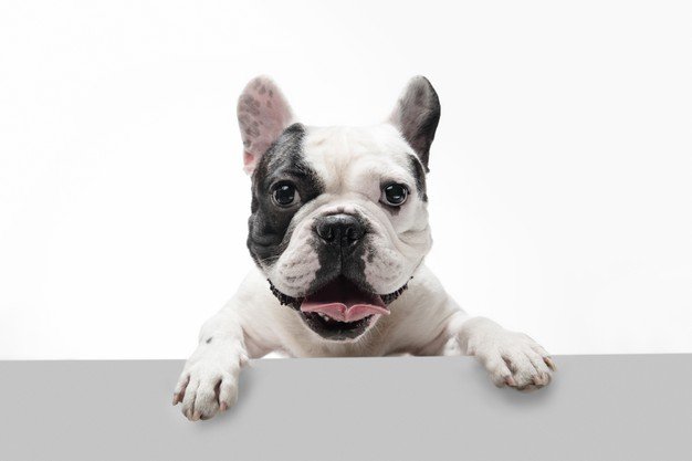 dog breeds for families - bulldog