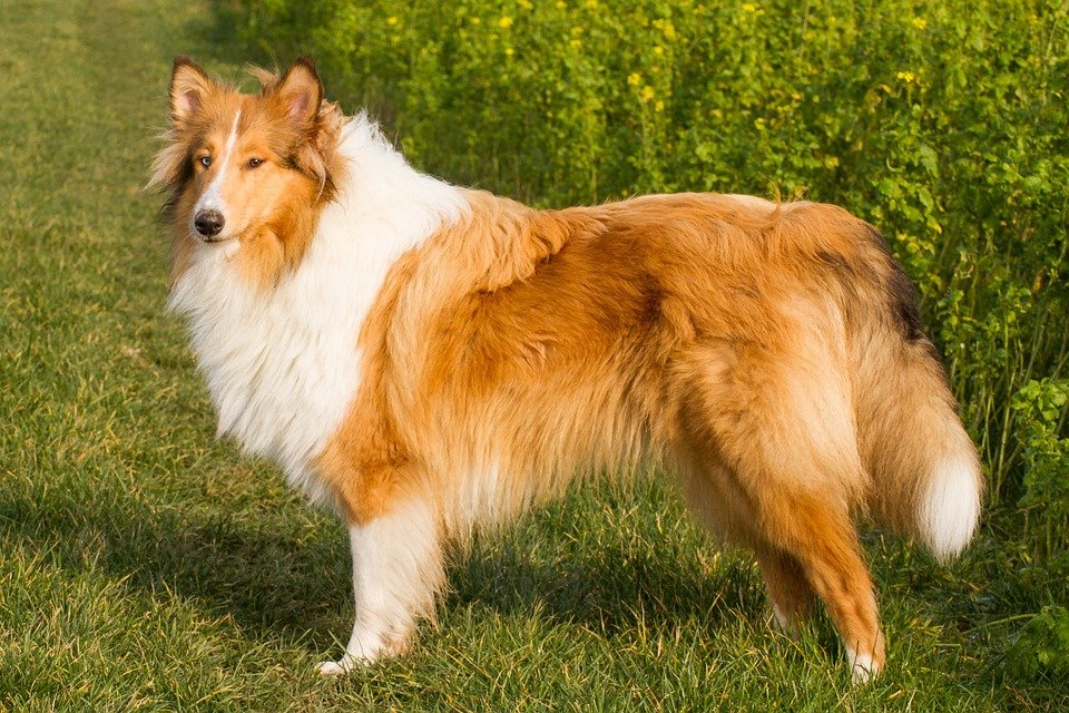collie dog