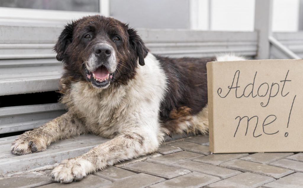 rescue dogs