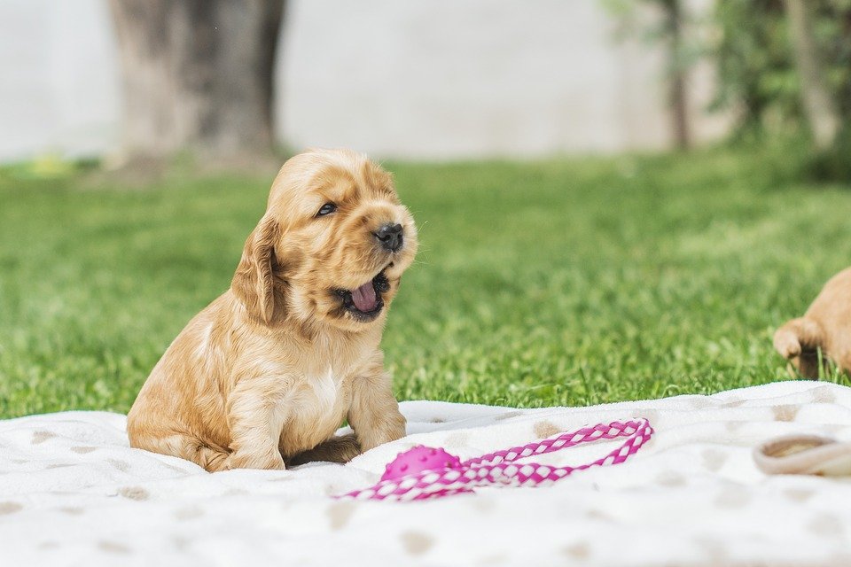 responsible dog breeders - puppy playing