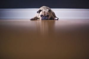 dog standing on the floor