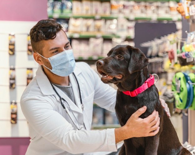 rescue dogs - vet holding a dog