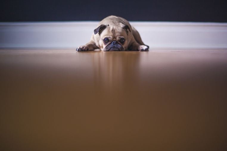 dog standing on the floor