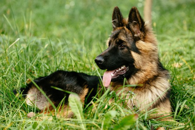 German Sheperd