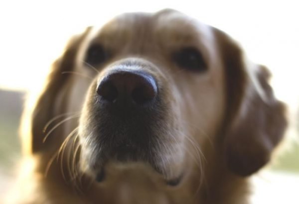 Golden Retriever Face