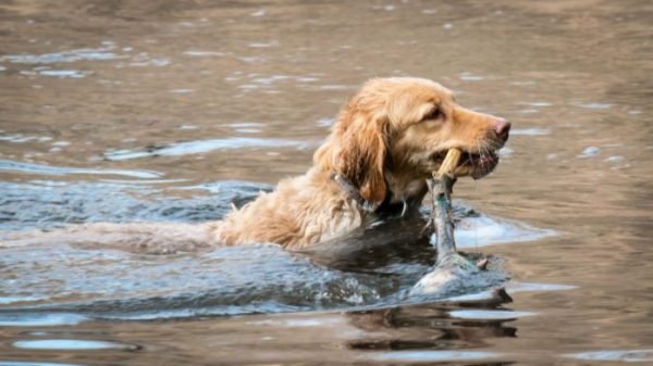 Golden Retriever In Water