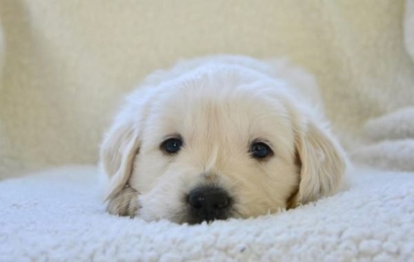 golden retriever puppy