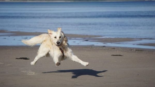 Golden Retriever Running