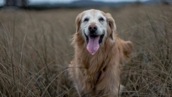 Golden Retriever Smiling