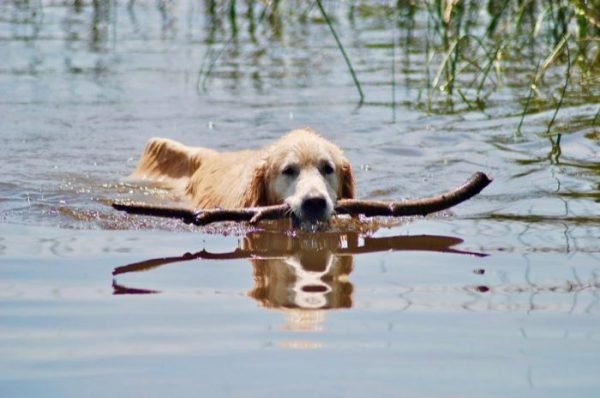 golden retriever
