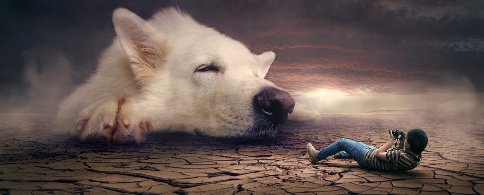 senior dogs for adoption - a man taking a picture of a dog