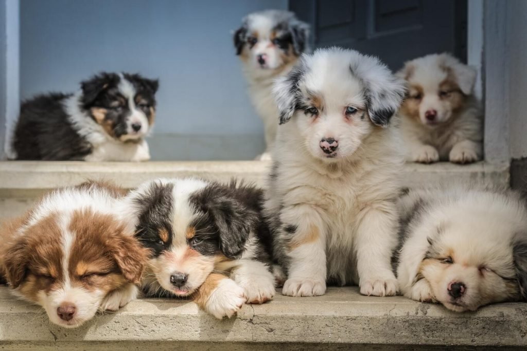 Dog Rescue Shelters vs Pet Shops
