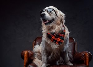 Joyful Scottish Golden Retriever Sits On A Armchair In Dark Background