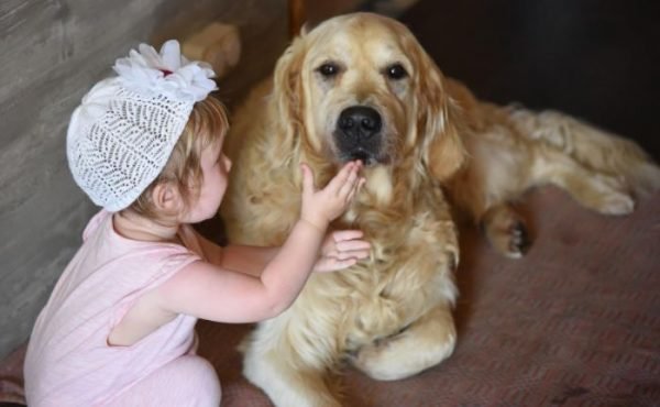 kid playing with a golden retriever