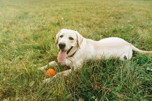 dog breeds for families - labrador retriever
