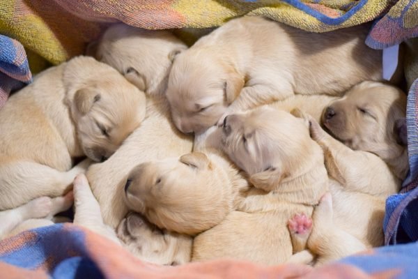 responsible dog breeders - group of puppies