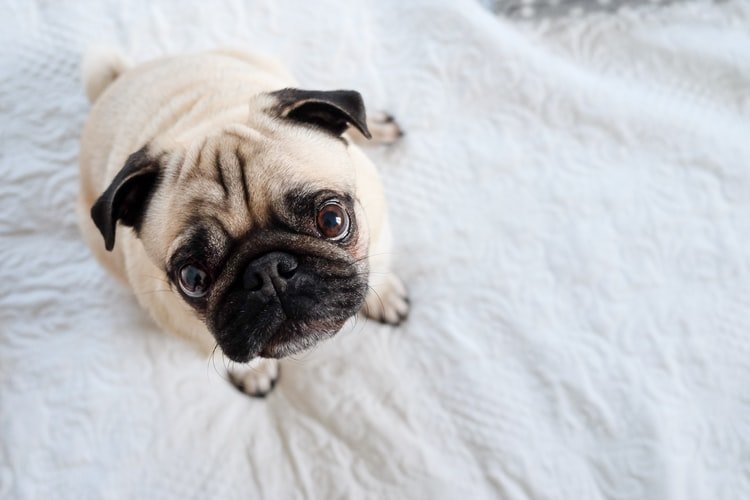 dog breeds for families - pug