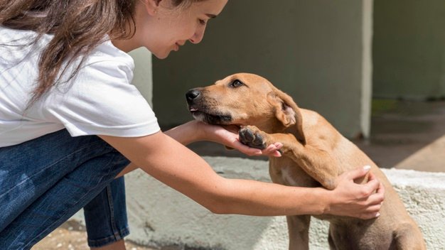 rescue dogs - woman petting a dog