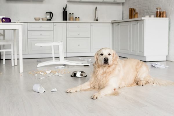 Cute Golden Retriever Lying On Floor In Messy Kitchen