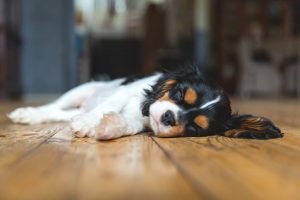 Cavalier Spaniel Puppy