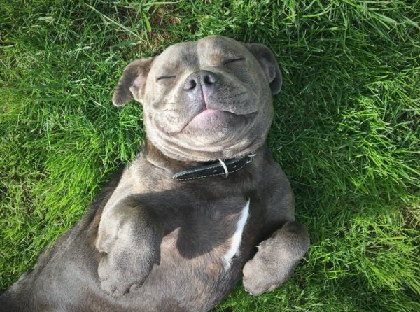 Puppy Smile