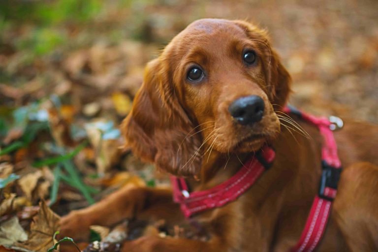 All Information About Irish Setters Breeders Dog Breed