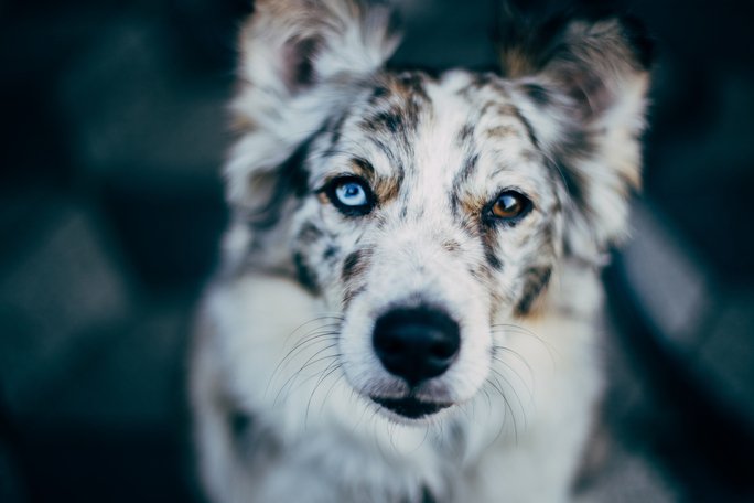Australian Shepherds breed