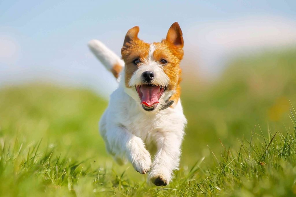 Cute Puppy Smile, Rehome Meaning