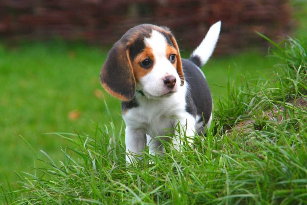 Beagles Breed Puppy