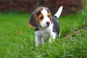 Beagles Breed Puppy