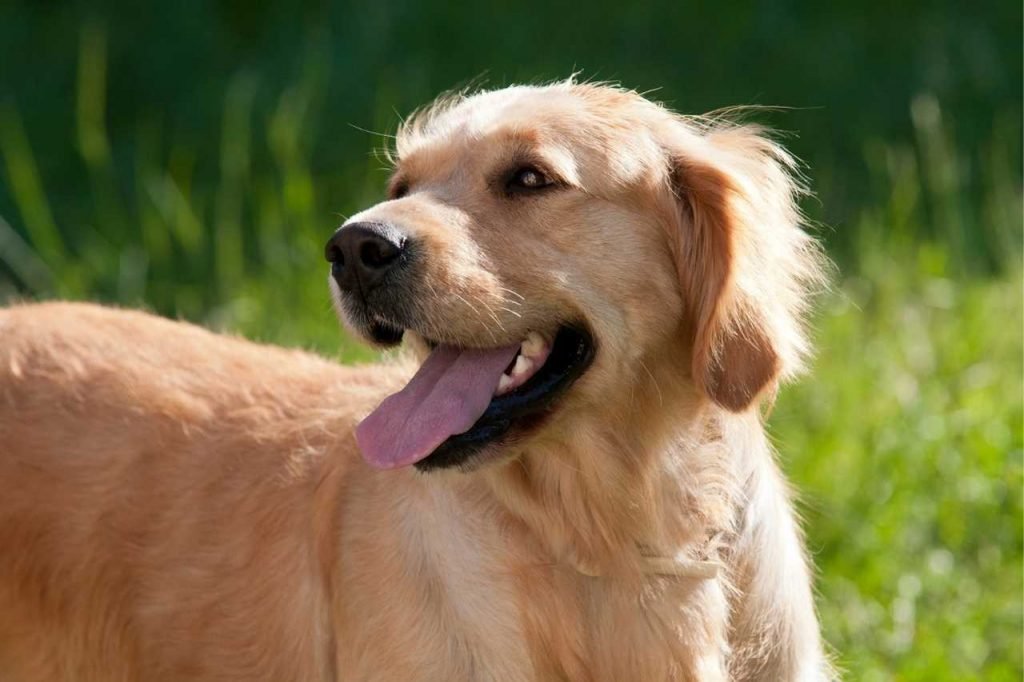 Golden Retriever Be In Heat