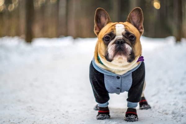 french bulldog free to good home