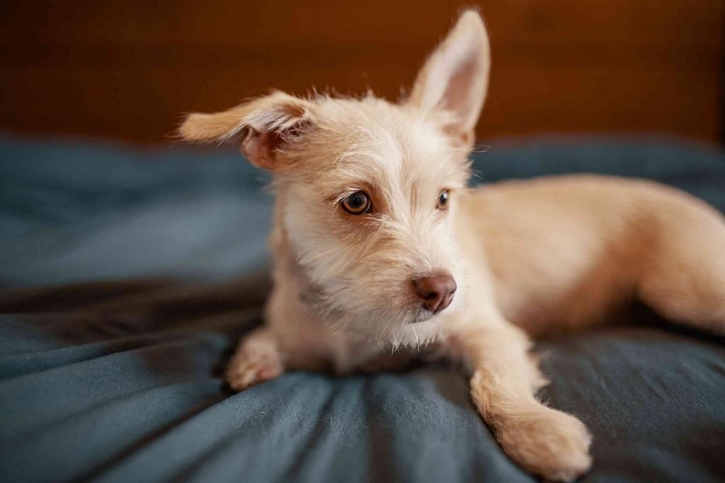 Dog health problems, Rehome Meaning