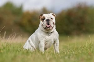 English Bulldogs