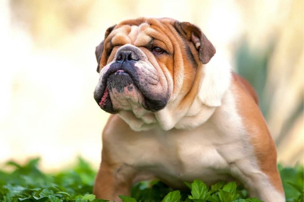 English Bulldogs Breed