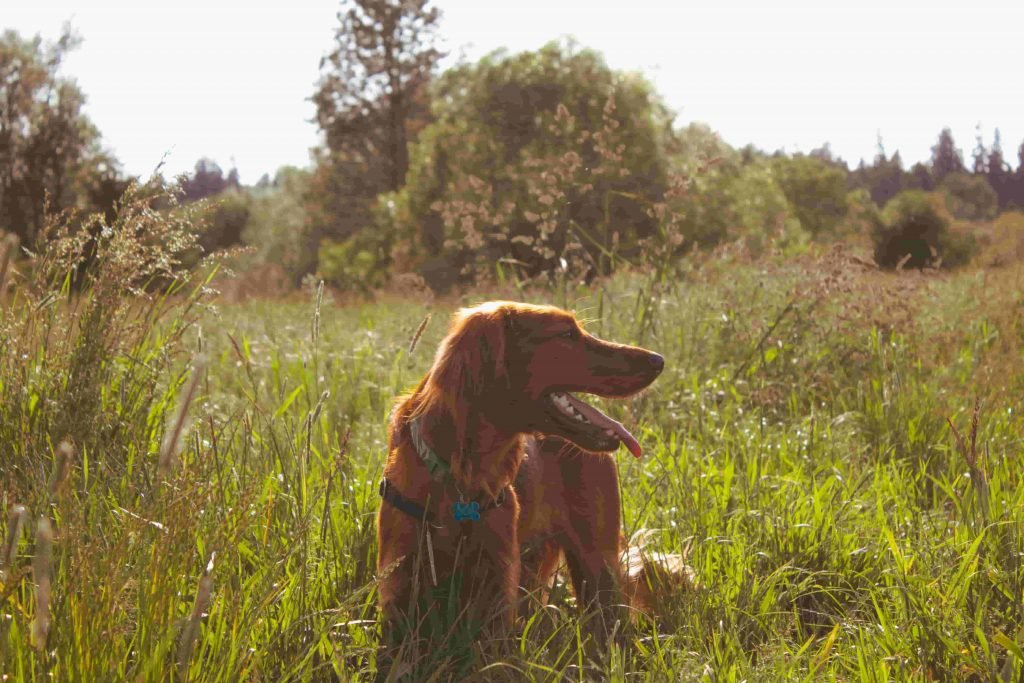 Exercising Irish Setters Breeders dog breed