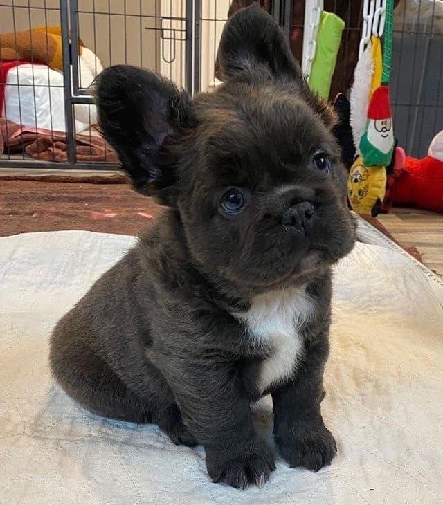 Fluffy French Bulldogs, french bulldog free to good home, Brindle french bulldog