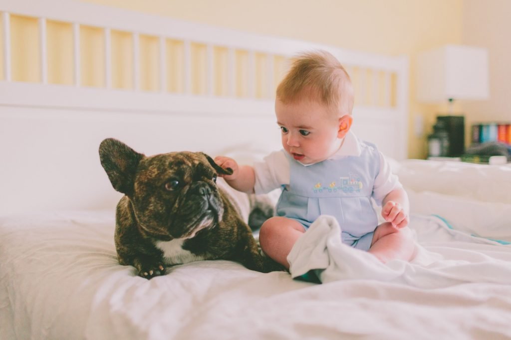 French Bulldogs Breed Ruff Ruff. french bulldog free to good home