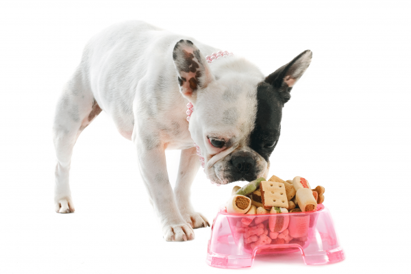 french bulldog free to good home