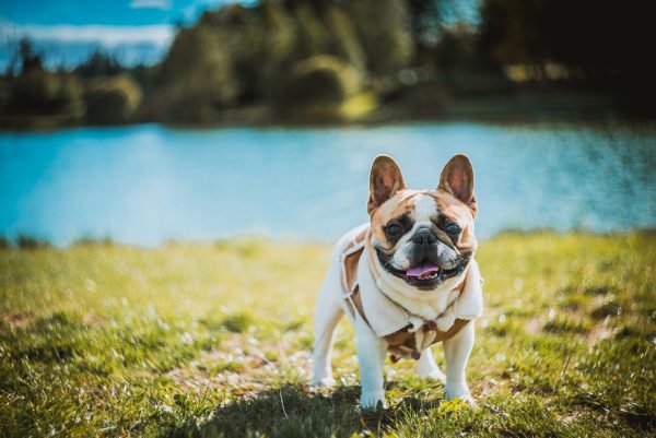 french bulldog free to good home