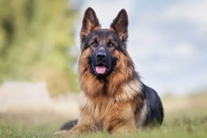 German Shepherd