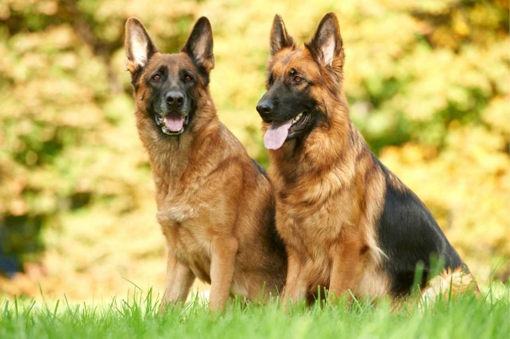 German Shepherds