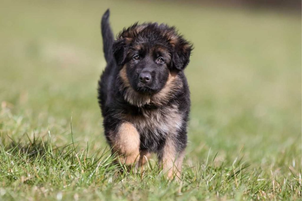 German Shepherds puppy